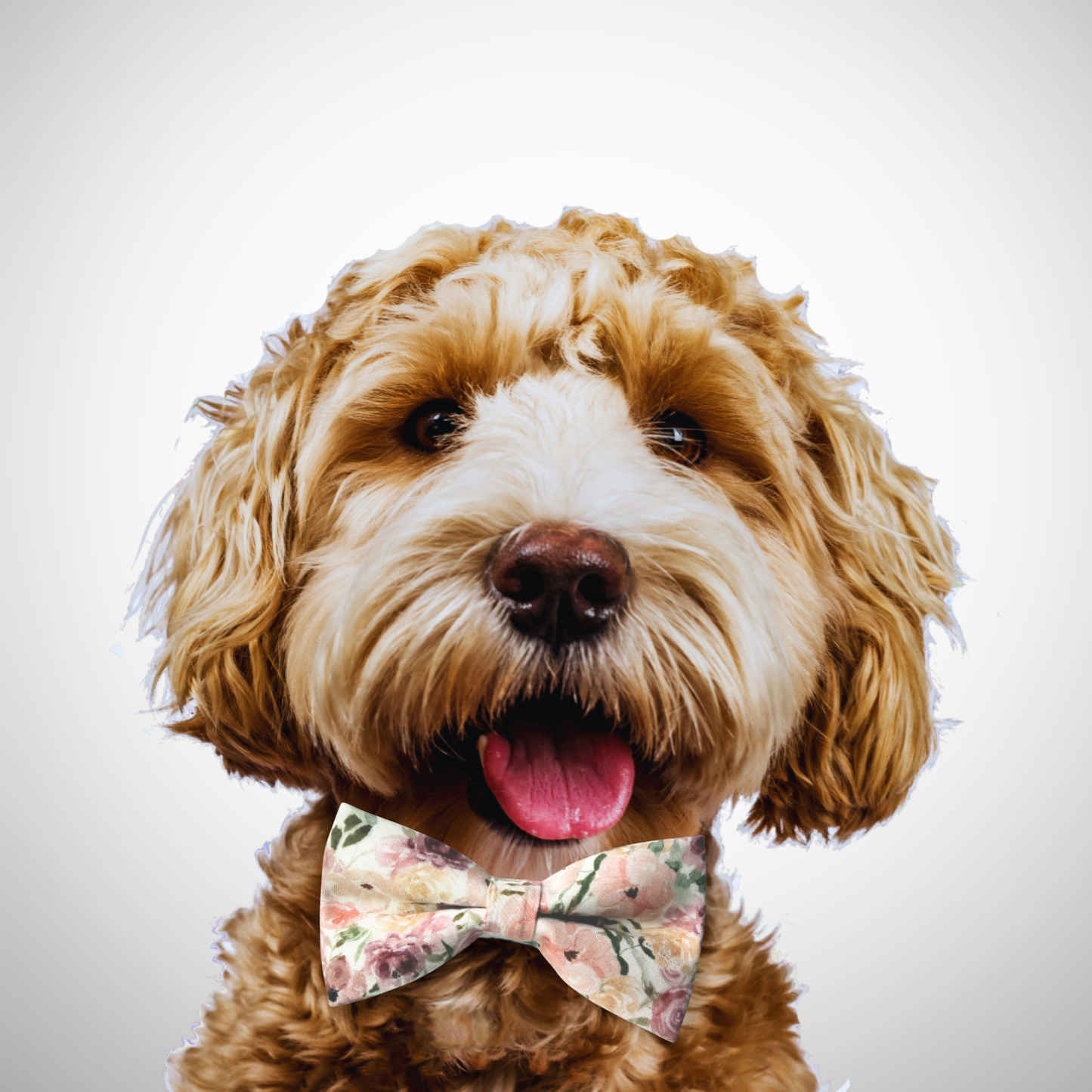 Dog wearing a floral bow tie on a plain background